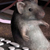 mouse thumb